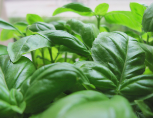 herb basil