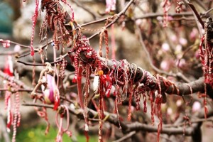 Baba Marta Tree